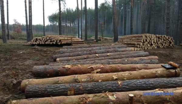 Ринок деревини торік зріс на третину - експерт Ринок деревини торік зріс на третину - експерт
