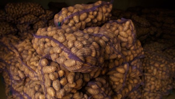 В Україні картопля подешевшала на 12% - EastFruit В Україні картопля подешевшала на 12% - EastFruit