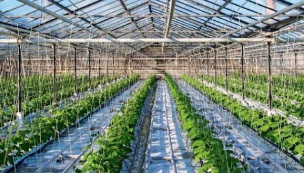 Аграрії з початку року отримали ₴10 мільйонів на розвиток садів і теплиць Аграрії з початку року отримали ₴10 мільйонів на розвиток садів і теплиць