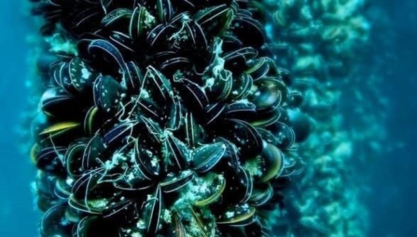 Акваторію Сухого лиману віддадуть в оренду для вирощування молюсків та креветок Акваторію Сухого лиману віддадуть в оренду для вирощування молюсків та креветок