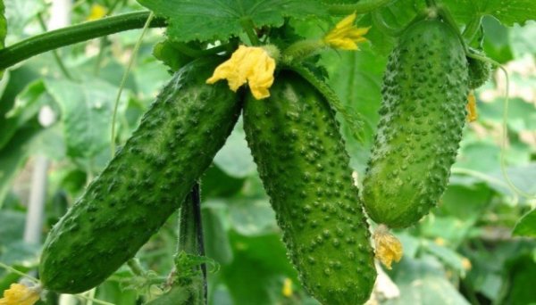 В Україні подорожчали тепличні огірки - Eastfruit В Україні подорожчали тепличні огірки - Eastfruit