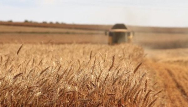Цьогоріч урожай становитиме близько 77 мільйонів тонн - депутат Цьогоріч урожай становитиме близько 77 мільйонів тонн - депутат