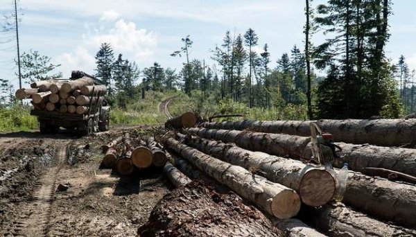 Збитки на майже 23 мільярди: Рахункова палата провела аудит лісового та мисливського господарства Збитки на майже 23 мільярди: Рахункова палата провела аудит лісового та мисливського господарства