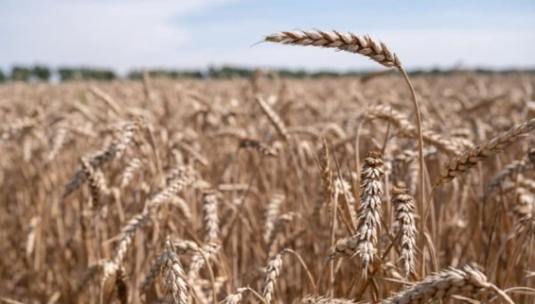 FAO надасть українським фермерам насіння ярої пшениці FAO надасть українським фермерам насіння ярої пшениці