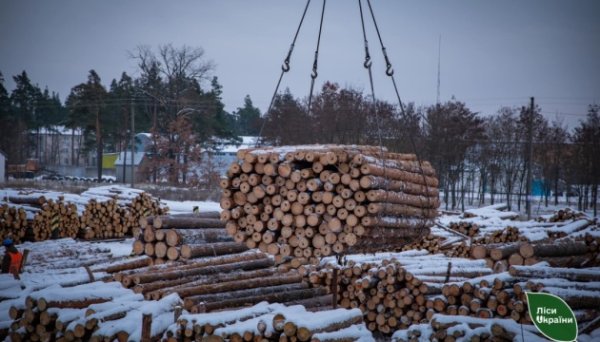 «Ліси України» продаватимуть надлишки паливної деревини іноземним покупцям «Ліси України» продаватимуть надлишки паливної деревини іноземним покупцям