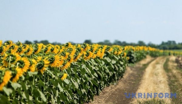 В Україні цьогоріч прогнозують зменшення врожаю зернових і олійних В Україні цьогоріч прогнозують зменшення врожаю зернових і олійних