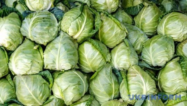Білокачанна капуста знову дорожчає - EastFruit Білокачанна капуста знову дорожчає - EastFruit