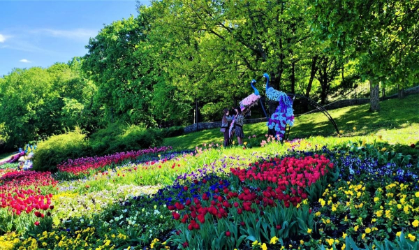 Чим дивує цього року виставка тюльпанів на "Співочому полі" (фоторепортаж) Чим дивує цього року виставка тюльпанів на "Співочому полі" (фоторепортаж)