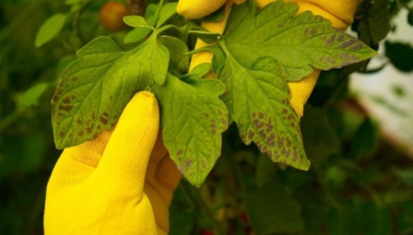 Єврокомісія і Україна перейшли до наступного етапу зустрічей з фітосанітарної політики Єврокомісія і Україна перейшли до наступного етапу зустрічей з фітосанітарної політики