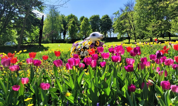 Чим дивує цього року виставка тюльпанів на "Співочому полі" (фоторепортаж) Чим дивує цього року виставка тюльпанів на "Співочому полі" (фоторепортаж)