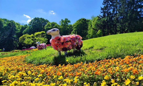 Чим дивує цього року виставка тюльпанів на "Співочому полі" (фоторепортаж) Чим дивує цього року виставка тюльпанів на "Співочому полі" (фоторепортаж)