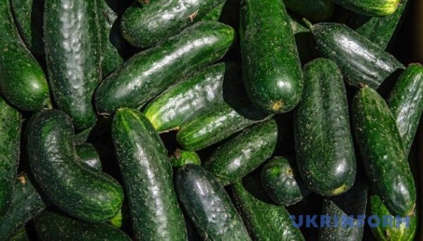 В Україні подешевшали огірки В Україні подешевшали огірки