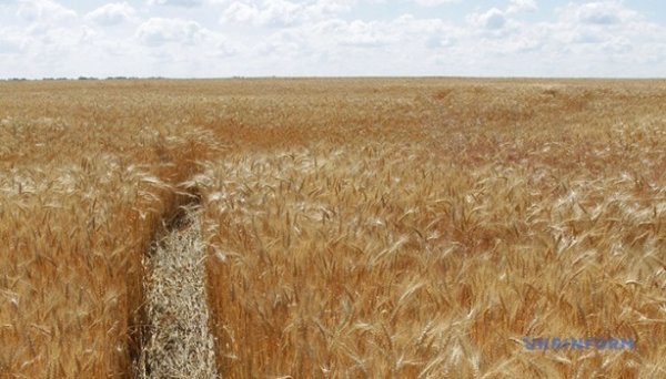 Строк оформлення невитребуваних паїв продовжено до 2028 року - Мінагрополітики Строк оформлення невитребуваних паїв продовжено до 2028 року - Мінагрополітики