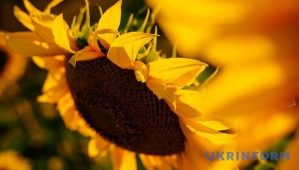 Фермери з прифронтових та деокупованих територій можуть отримати насіння соняшнику - Мінагрополітики Фермери з прифронтових та деокупованих територій можуть отримати насіння соняшнику - Мінагрополітики