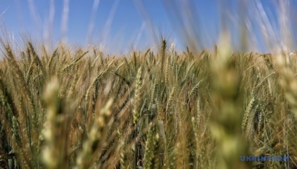 ФАО прогнозує рекордне виробництво зернових у світі ФАО прогнозує рекордне виробництво зернових у світі