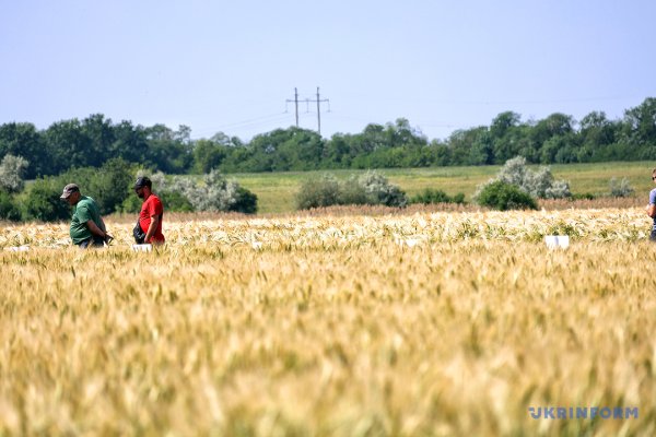 Із пшениці від одеських селекціонерів виходить чудовий хліб Із пшениці від одеських селекціонерів виходить чудовий хліб