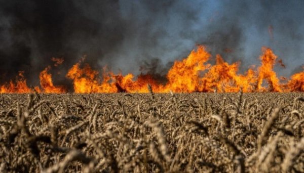 На полях Донеччини через влучання снарядів РФ цьогоріч знищені 740 гектарів пшениці - ОВА На полях Донеччини через влучання снарядів РФ цьогоріч знищені 740 гектарів пшениці - ОВА