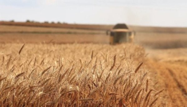 Мінагрополітики прогнозує зниження врожайності пізніх культур через спеку Мінагрополітики прогнозує зниження врожайності пізніх культур через спеку
