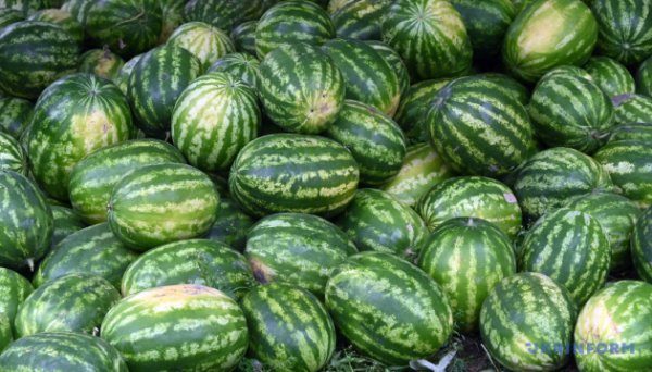 В Україні подорожчали кавуни В Україні подорожчали кавуни
