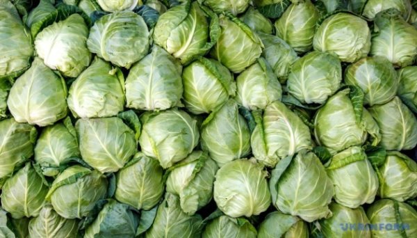 В Україні ціни на капусту зросли на 63% - EastFruit В Україні ціни на капусту зросли на 63% - EastFruit