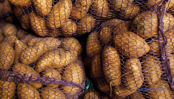 В Україні продовжує дорожчати картопля - EastFruit В Україні продовжує дорожчати картопля - EastFruit