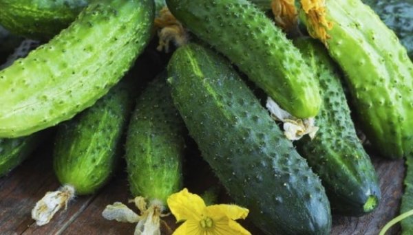Ціни на українські тепличні огірки знову зросли - EastFruit Ціни на українські тепличні огірки знову зросли - EastFruit