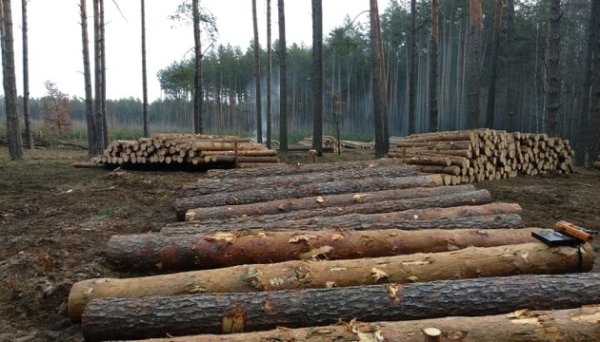 «Ліси України» заперечують причетність до схеми із заниження вартості експортної деревини «Ліси України» заперечують причетність до схеми із заниження вартості експортної деревини
