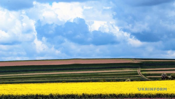 ЄС купує у Білорусі олію з ріпака, вивезеного з окупованої Херсонщини - «Схеми» ЄС купує у Білорусі олію з ріпака, вивезеного з окупованої Херсонщини - «Схеми»