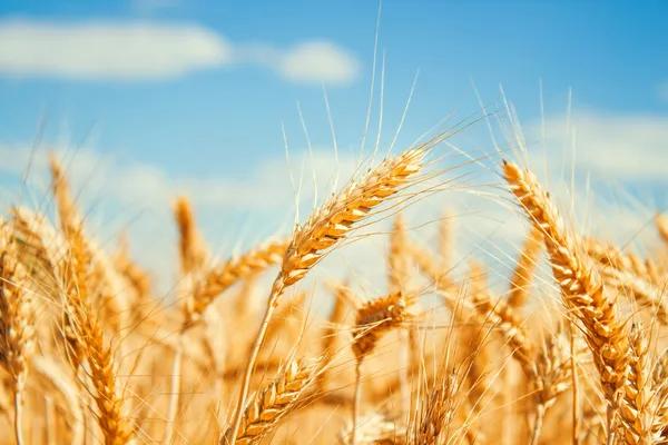 USDA снизило прогноз экспорта украинских пшеницы и кукурузы
USDA снизило прогноз экспорта украинских пшеницы и кукурузы