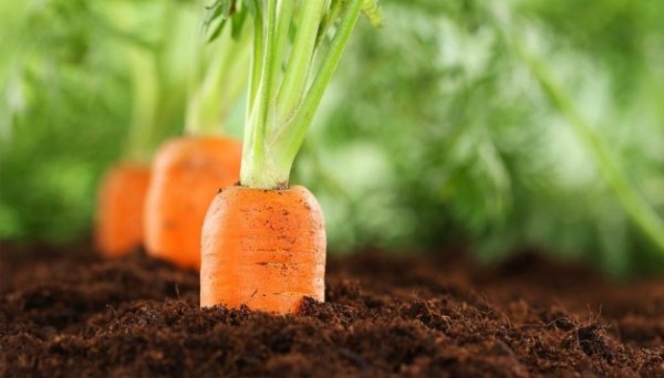 Аграрії Миколаївщини почали сіяти моркву Аграрії Миколаївщини почали сіяти моркву