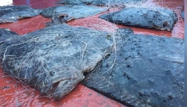 Російські браконьєри завдали збитків в Азовському морі більш як на ₴4,1 мільярда Російські браконьєри завдали збитків в Азовському морі більш як на ₴4,1 мільярда