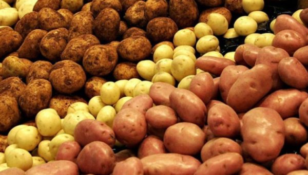 На Вінниччині сільгосппідприємства планують удвічі збільшити вирощування картоплі На Вінниччині сільгосппідприємства планують удвічі збільшити вирощування картоплі