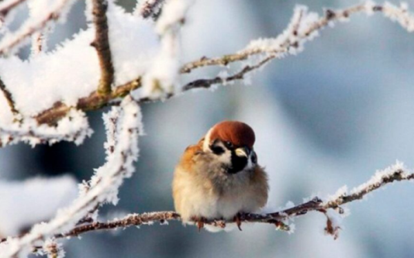 У неділю пройде невеликий сніг на сході, вдень від -6° до +5°
У неділю пройде невеликий сніг на сході, вдень від -6° до +5°