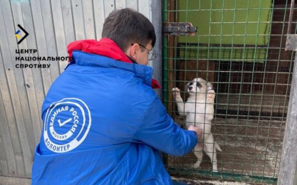 Окупанти відправляють за ґрати волонтерів, які підгодовують бездомних тварин на ТОТ
Окупанти відправляють за ґрати волонтерів, які підгодовують бездомних тварин на ТОТ
