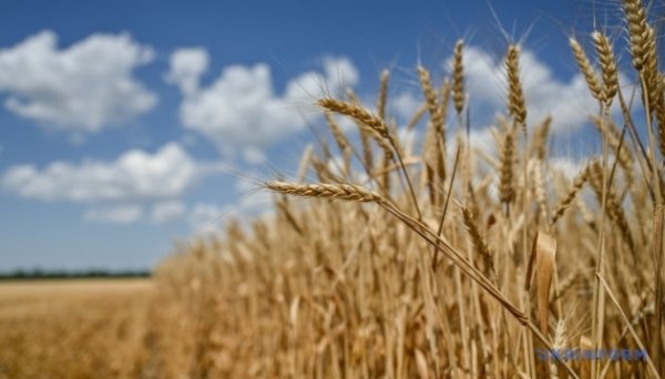 USDA збільшило оцінку врожаю пшениці та кукурудзи в Україні USDA збільшило оцінку врожаю пшениці та кукурудзи в Україні