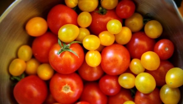 В Україні здорожчали імпортні помідори - EastFruit В Україні здорожчали імпортні помідори - EastFruit