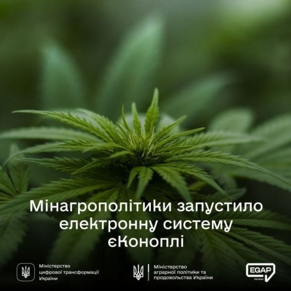 В Украине запустили систему е-Конопли – кто сможет выращивать
В Украине запустили систему е-Конопли – кто сможет выращивать
