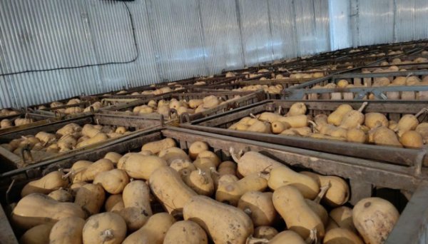 Україна потребує додаткових овочесховищ на 340 тисяч тонн - Мінагрополітики Україна потребує додаткових овочесховищ на 340 тисяч тонн - Мінагрополітики