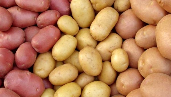 В Україні знизилися ціни на картоплю - EastFruit В Україні знизилися ціни на картоплю - EastFruit