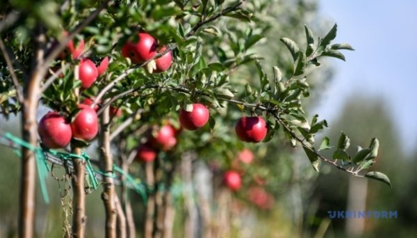Аграрії цьогоріч отримали ₴167,9 мільйона грантів на розвиток садів і теплиць Аграрії цьогоріч отримали ₴167,9 мільйона грантів на розвиток садів і теплиць