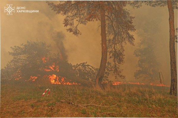 На Харківщині під час гасіння пожежі підірвався автомобіль лісгоспу, постраждали двоє лісників
На Харківщині під час гасіння пожежі підірвався автомобіль лісгоспу, постраждали двоє лісників