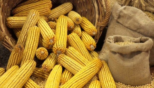 В Україні продовжують зростати ціни на кукурудзу В Україні продовжують зростати ціни на кукурудзу