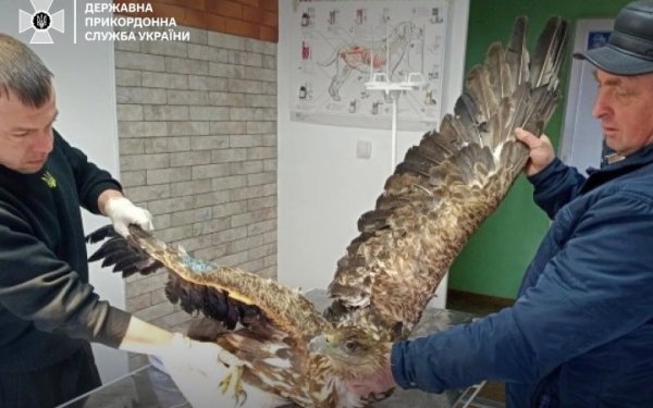 Прикордонники врятували червонокнижного птаха
Прикордонники врятували червонокнижного птаха