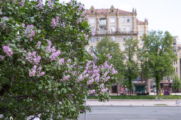 Де у Києві розцвів бузок: найкращі місця для прогулянок і фото
Де у Києві розцвів бузок: найкращі місця для прогулянок і фото