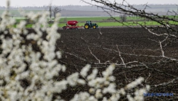 В Україні почали сіяти соняшник В Україні почали сіяти соняшник