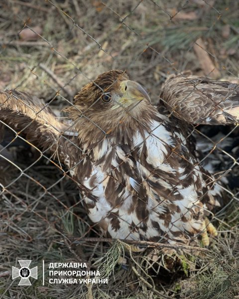 Прикордонники врятували червонокнижного птаха
Прикордонники врятували червонокнижного птаха