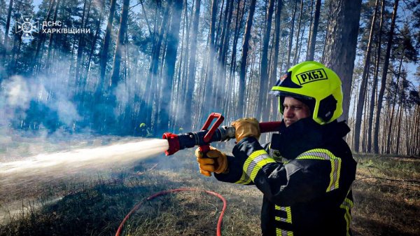 У лісах Харківщині вогонь знищив понад 220 гектарів хвойної підстилки
У лісах Харківщині вогонь знищив понад 220 гектарів хвойної підстилки