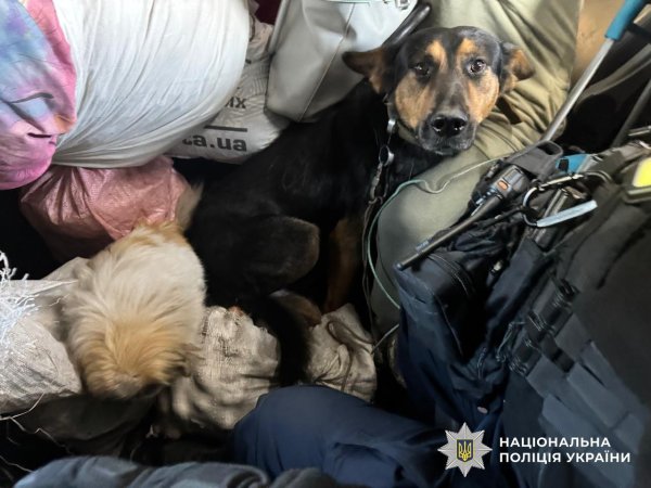 "Білі янголи" вивезли мешканку Сумського району з-під російських обстрілів
"Білі янголи" вивезли мешканку Сумського району з-під російських обстрілів
