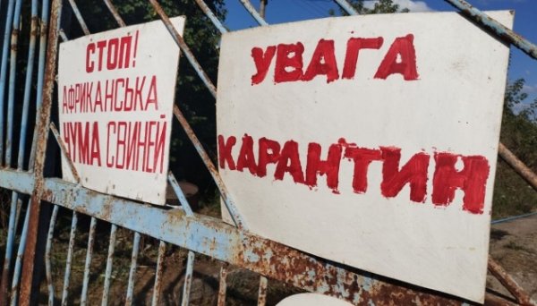 В Україні з початку року зафіксували 37 спалахів африканської чуми свиней В Україні з початку року зафіксували 37 спалахів африканської чуми свиней