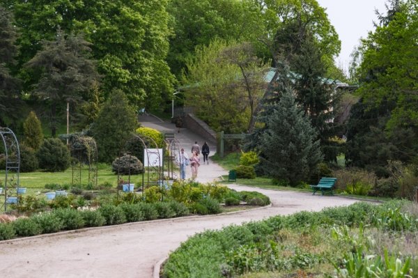 Бузок старіє, а кедр стане новим символом Києва, - Микола Шумик, Ботсад ім. Гришка
Бузок старіє, а кедр стане новим символом Києва, - Микола Шумик, Ботсад ім. Гришка
